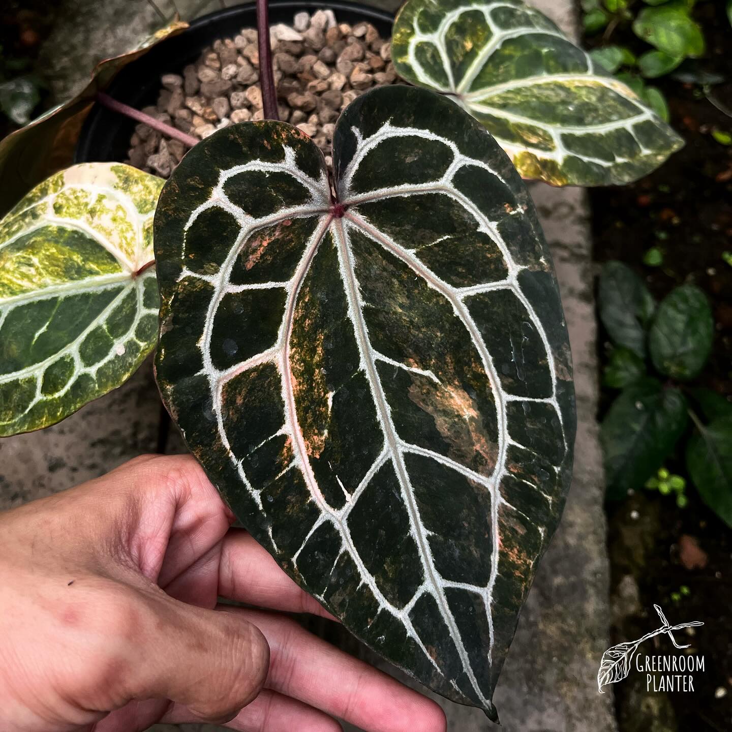 Anthurium Michelle variegated . . . . . . #anthurium 
