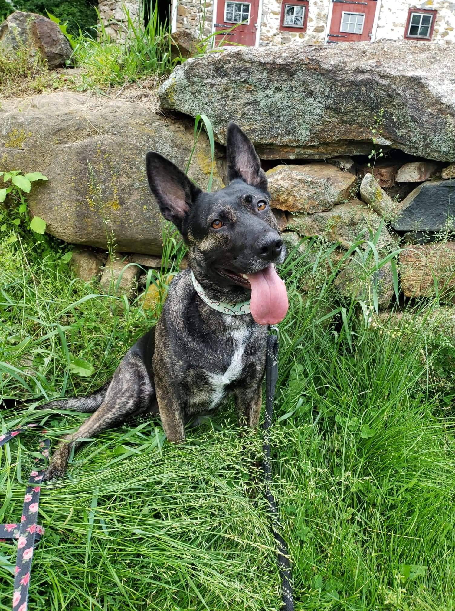 Archie the Romanian Underdog - Hi friends! Can we get some love and ...