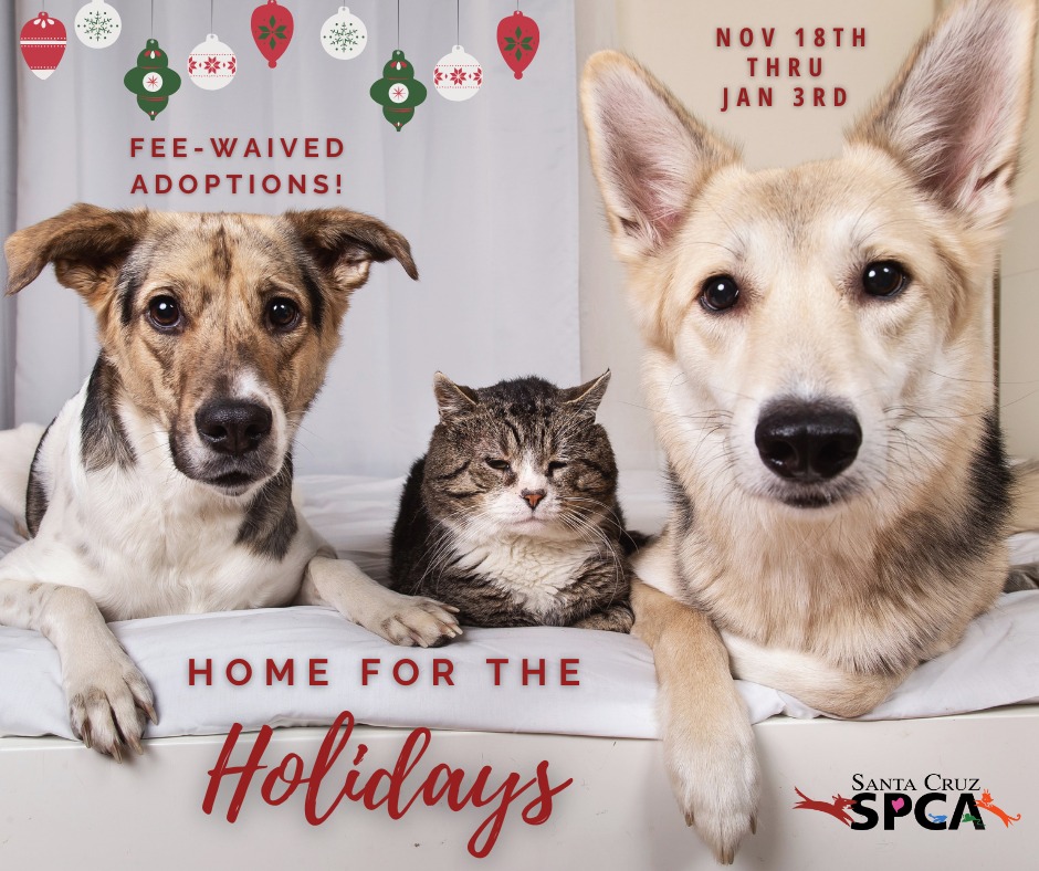 Santa - The Santa Cruz SPCA’s Home for the Holidays event starts TODAY ...