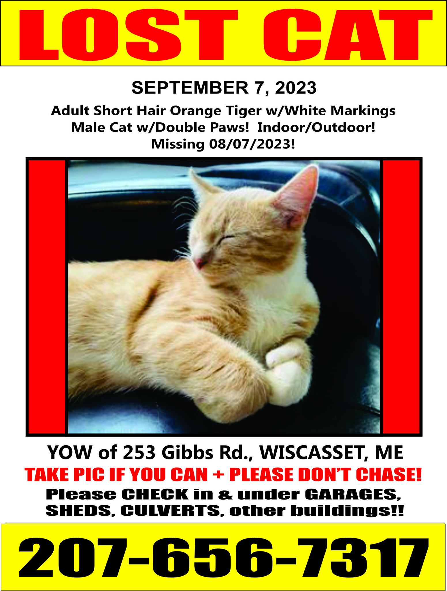 Lost orange tiger cat in Maine