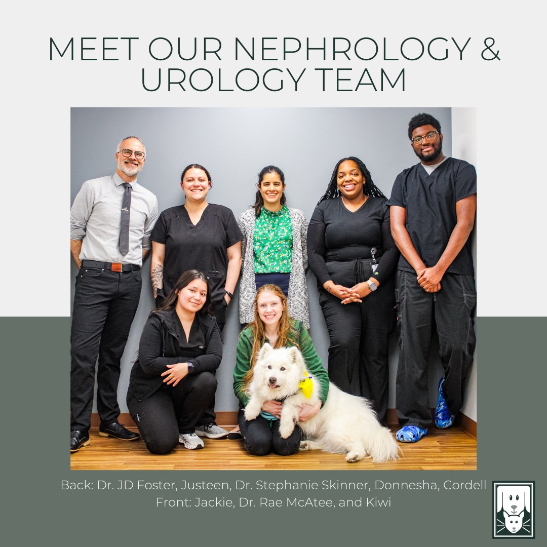 🎉🐾 Exciting news from... - Friendship Hospital for Animals | Facebook