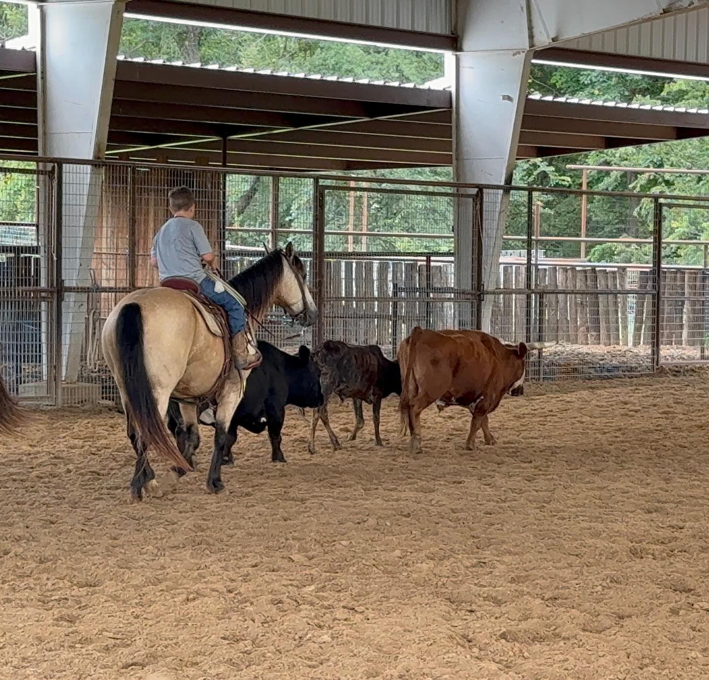 TnT Ranch & Tom Davis... - TnT Ranch & Tom Davis Horsemanship