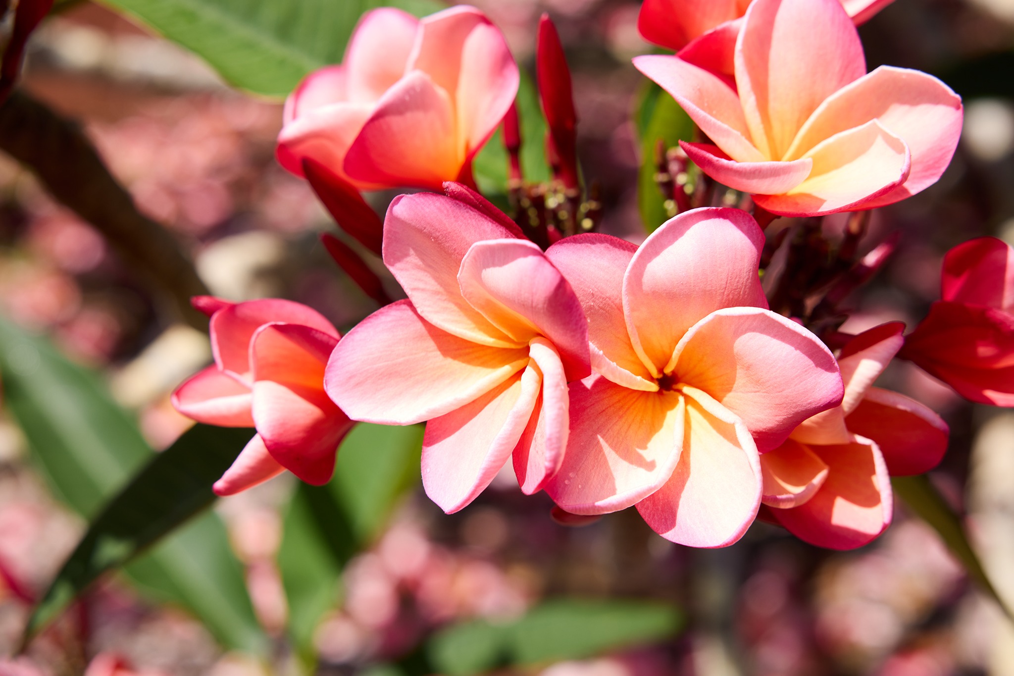 J tours the farm of Jim Little, a renown hybridizer of Plumeria