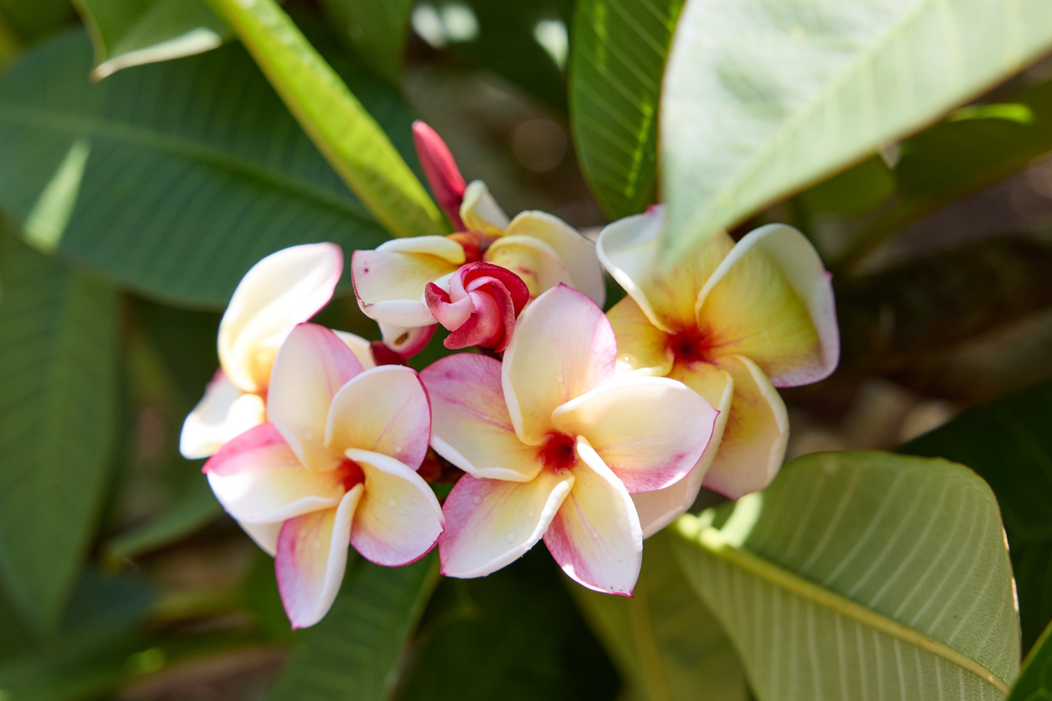 J tours the farm of Jim Little, a renown hybridizer of Plumeria