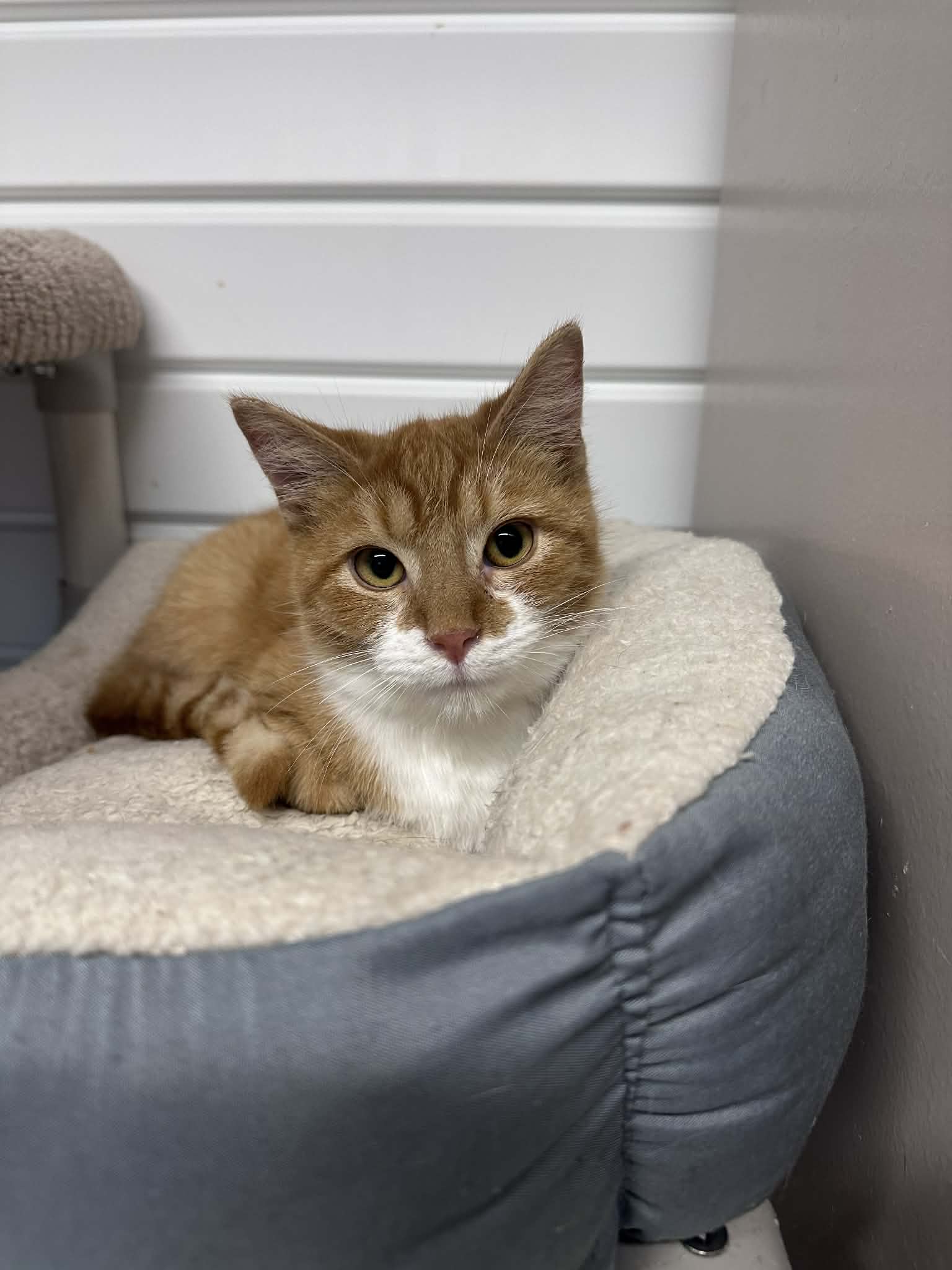 キャットフード yoshi Yoshi 🧡 12 week old orange girl Yoshi got so tired trying to