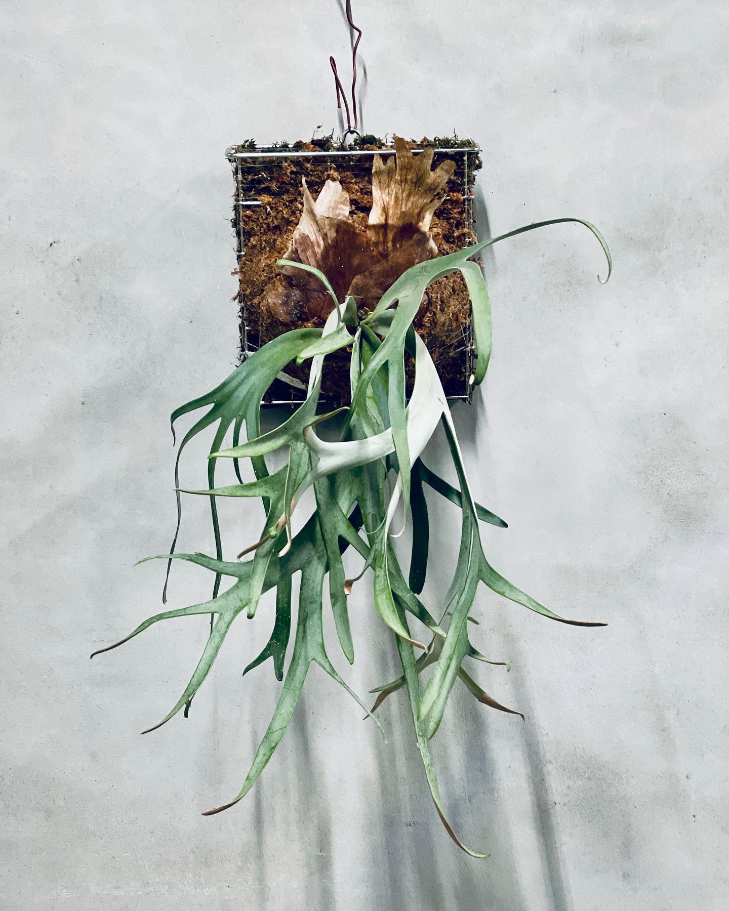 P. willinckii 