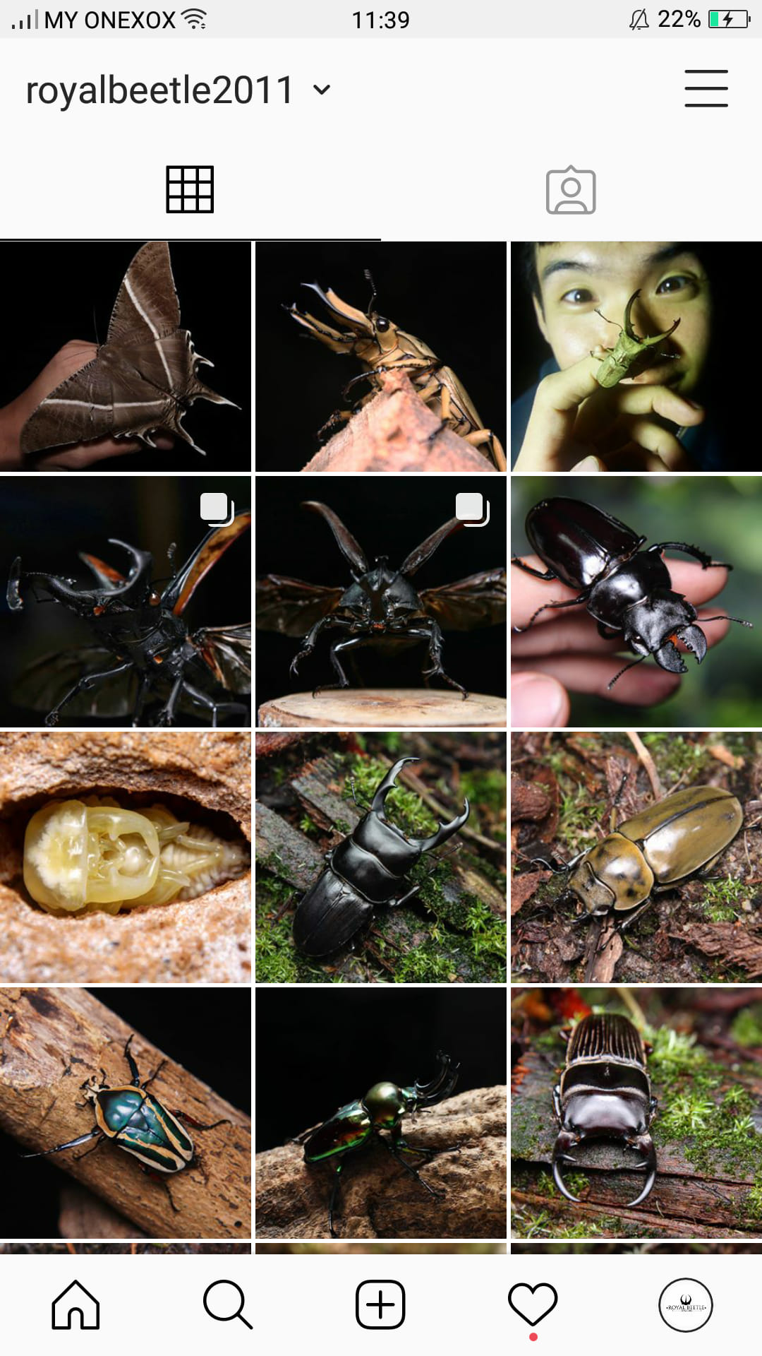 Royal Beetle - Follow our Instagram for more amazing... | Facebook