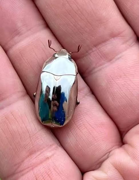 Chrysina spectabilis jewel scarab found in Honduras