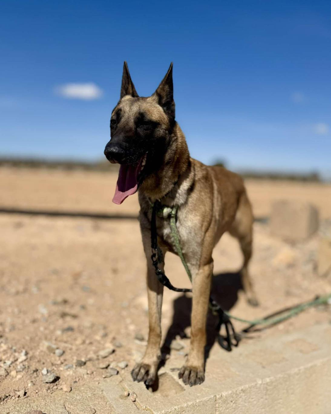 Los - 🔥 Meet Dona the Maligator: Built for the Job 🔥 Dona, a 3-year-old ...