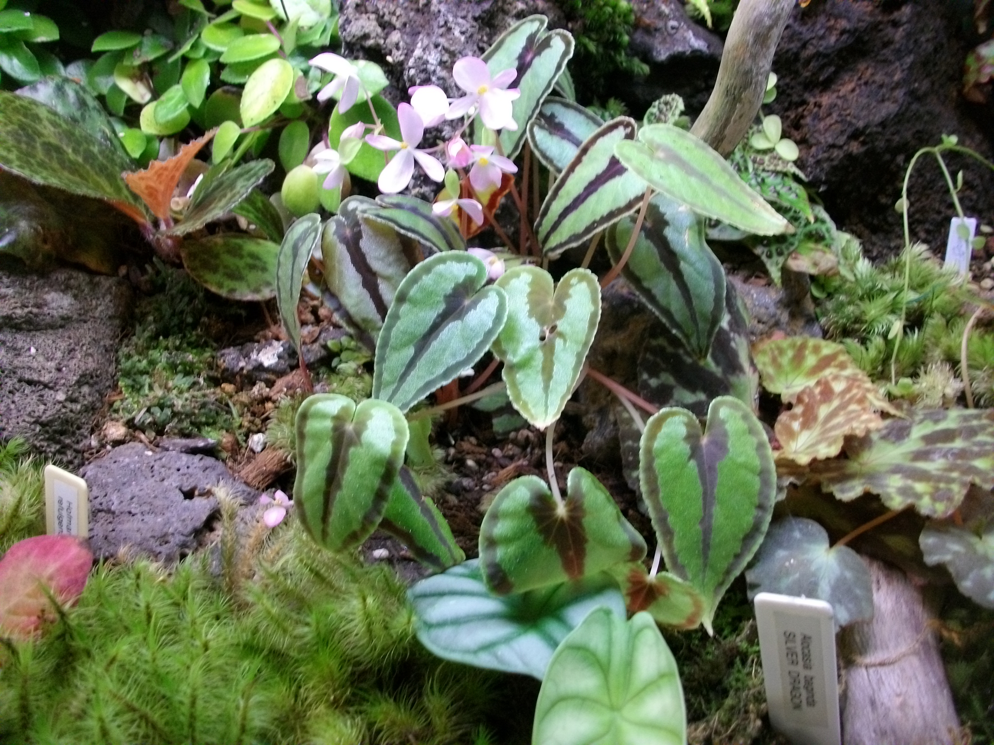Begonia dinhdui enjoying life in the terrarium.