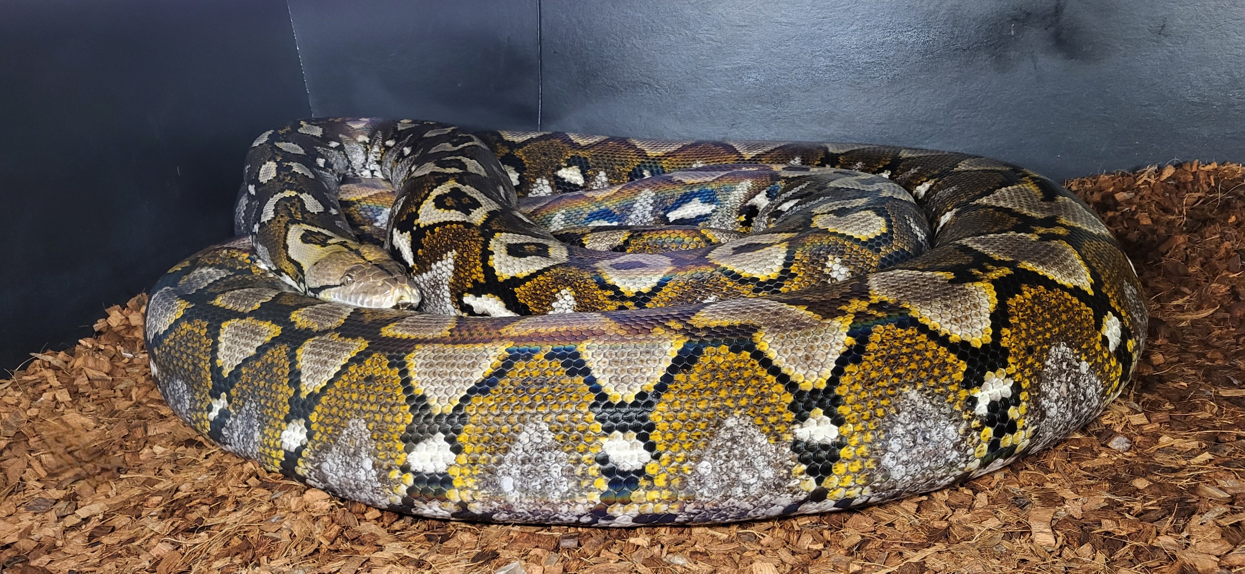 The Retic - Love the look of goldenchilds eyes | Facebook