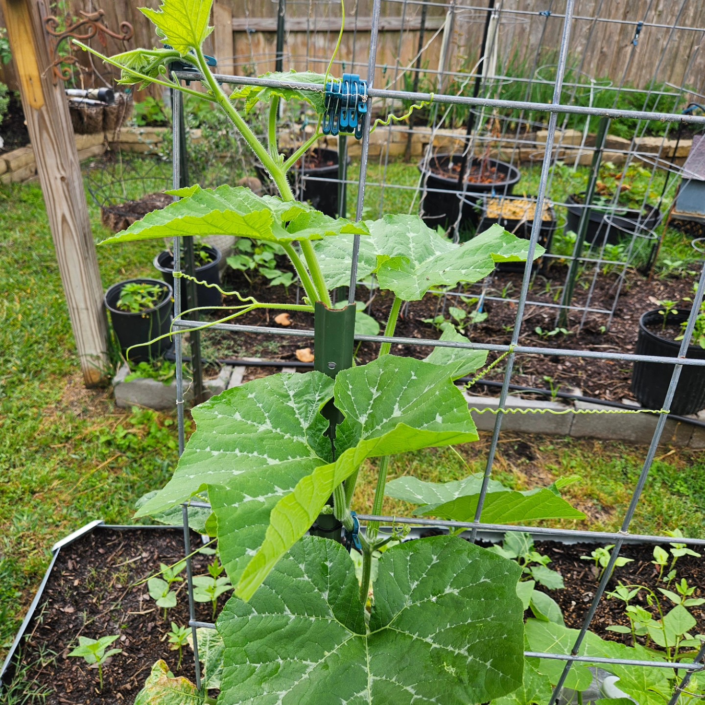 The first rampicante zucchini of 2026 now, we'll see if it
