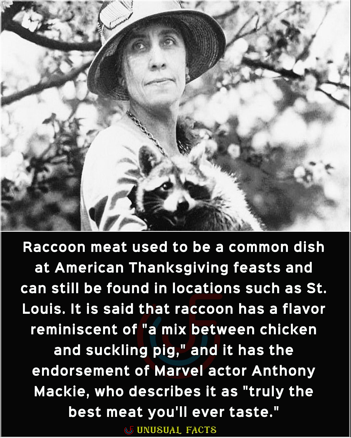 Unusual - 🍗 Raccoon on the Menu: The Forgotten American Feast! 🍽️🇺🇸 The ...