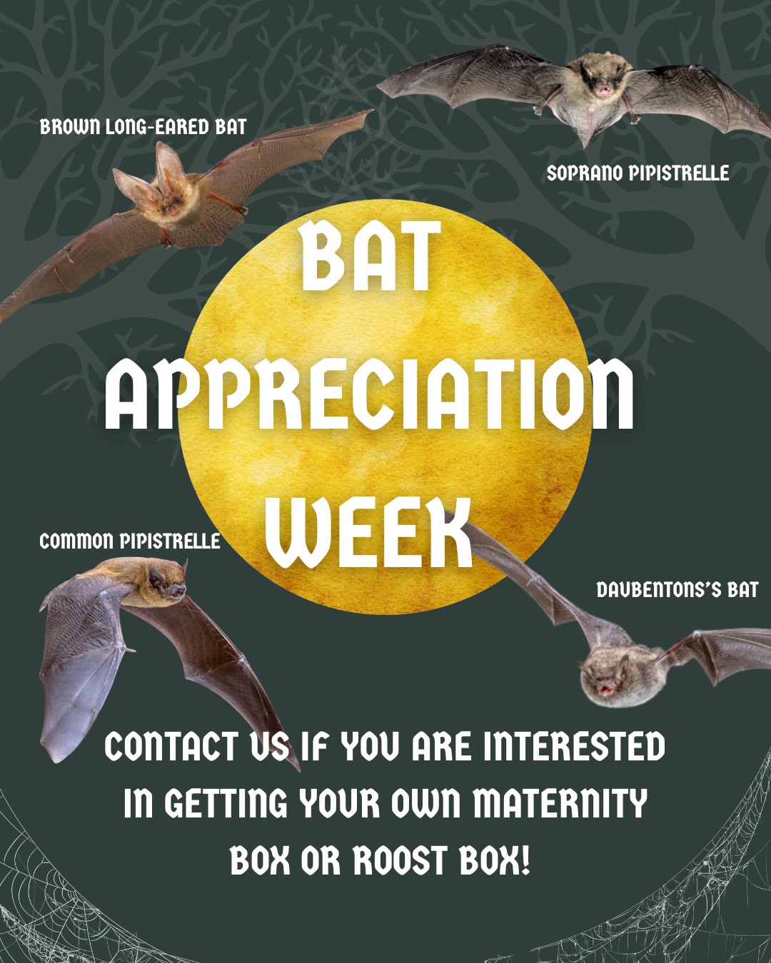 The Habitat - 🦇 Time to go batty for bats! It’s #BatAppreciationWeek 🦇 ...