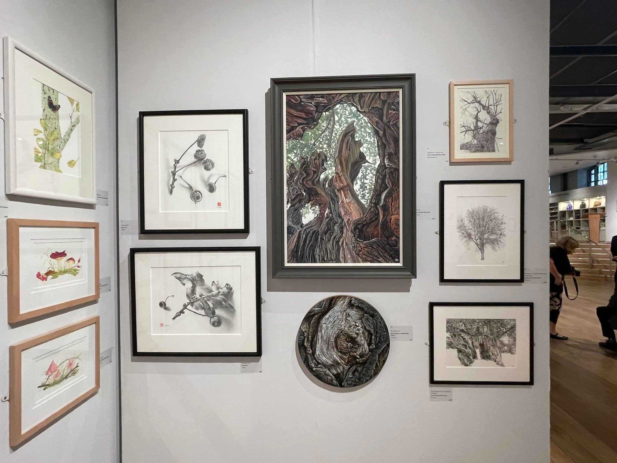 Botanical - Dr Pamela Taylor's amazing pen and ink drawings of trees ...