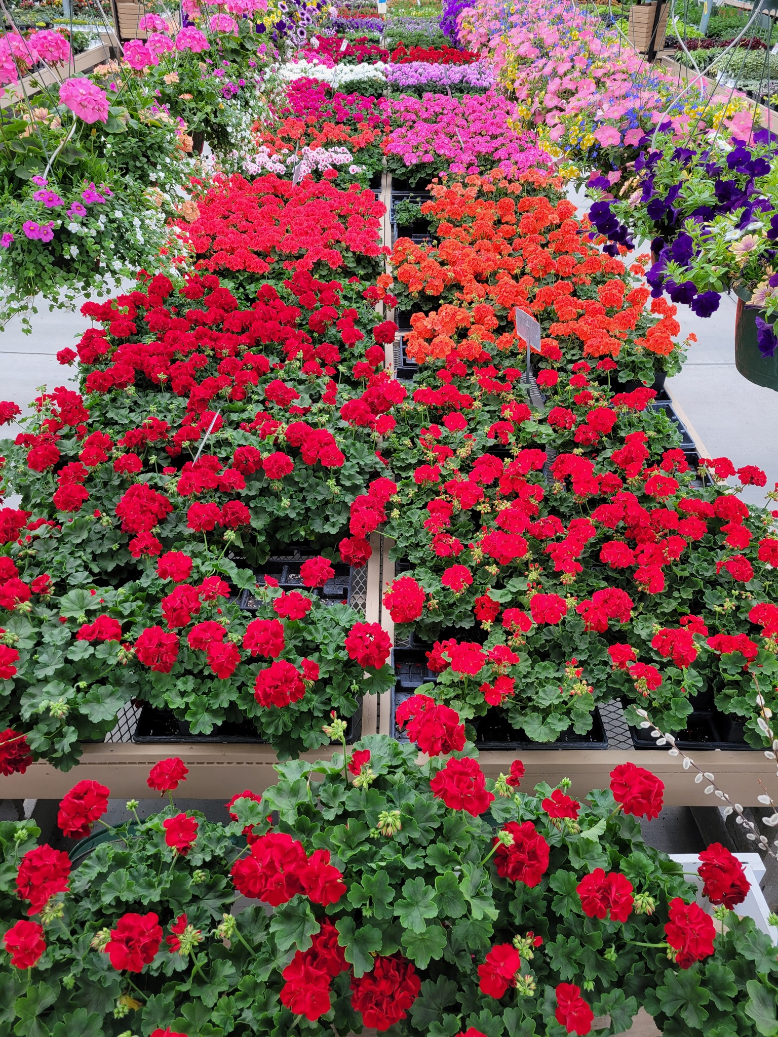 Showplace Garden... - Showplace Garden Center and Landscaping