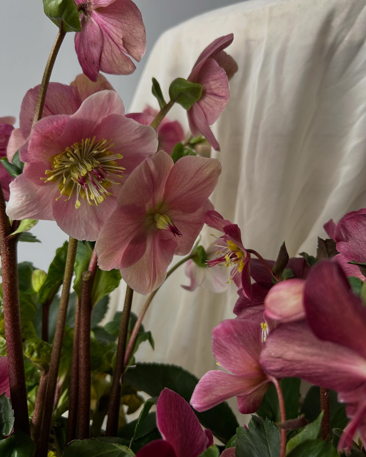 Pod Shop Flowers | New Hope PA
