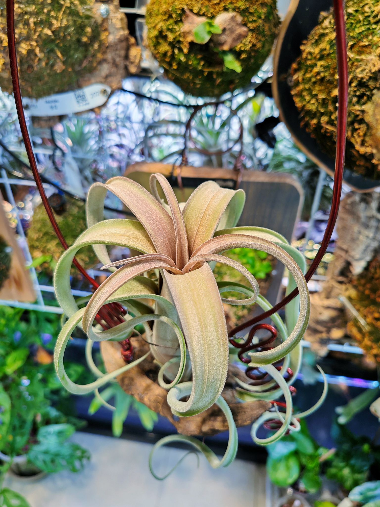 CYC Hybrid #551 - T.'Bea Correale' x T.intermedia Super white