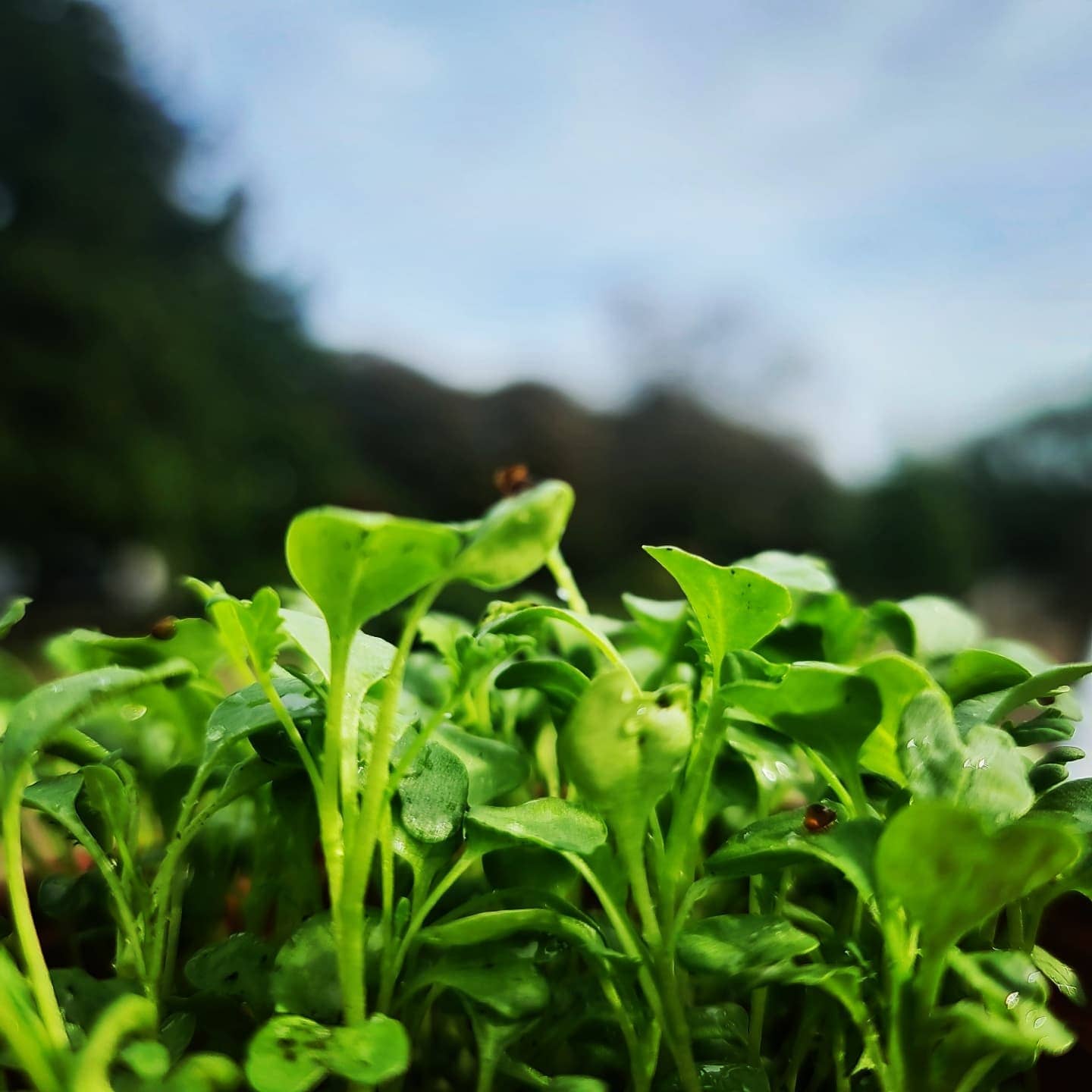 Welcome to Dartmoor Microleaf, Here... - Dartmoor Micro Leaf