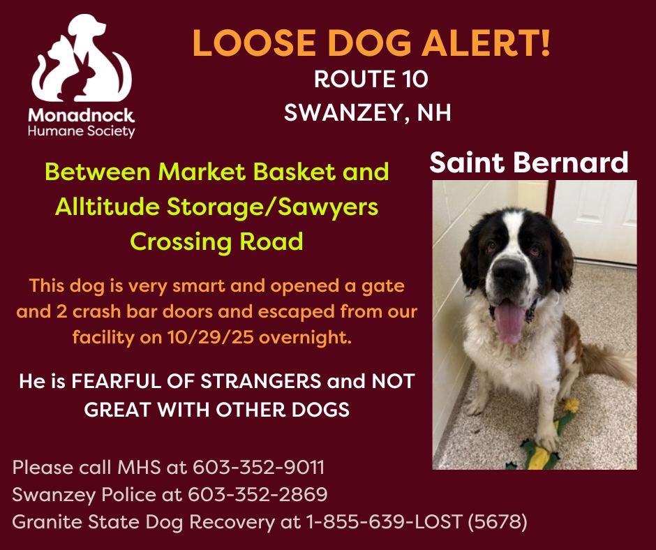 Saint Bernard loose in Swanzey, NH, near Route 10, after escaping