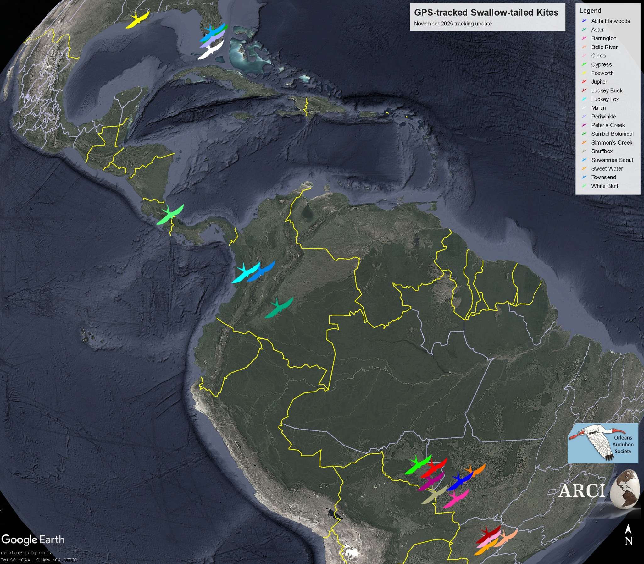 Avian - Swallow-tailed Kites are gathering in Brazil. See our blog ...