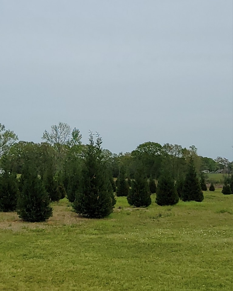 Christmas Town Christmas Tree Farm | Kentwood LA