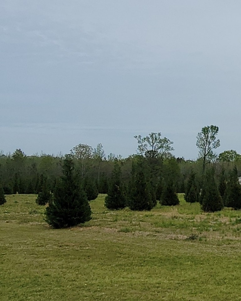 Christmas Town Christmas Tree Farm | Kentwood LA