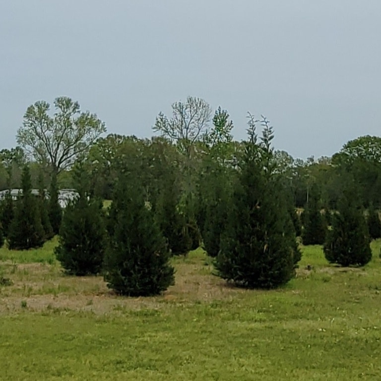 Christmas Town Christmas Tree Farm | Kentwood LA