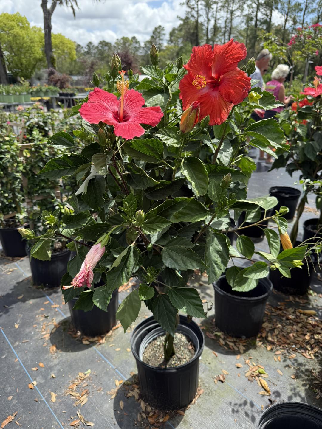 Anson Nursery | Lecanto FL