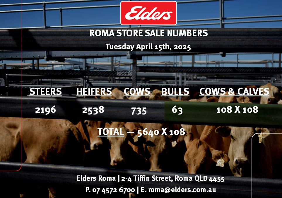 Elders - ️ ROMA STORE SALE NUMBERS 15.04.2025 ️ Steers - 2196 Heifers ...