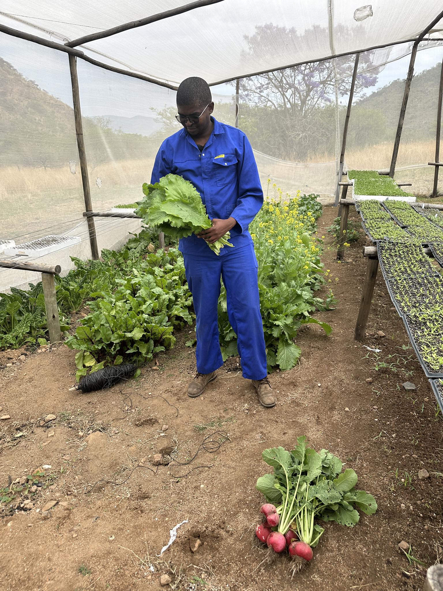 Inkaba Farming Project - Bobhayizane for sale. To be available from ...