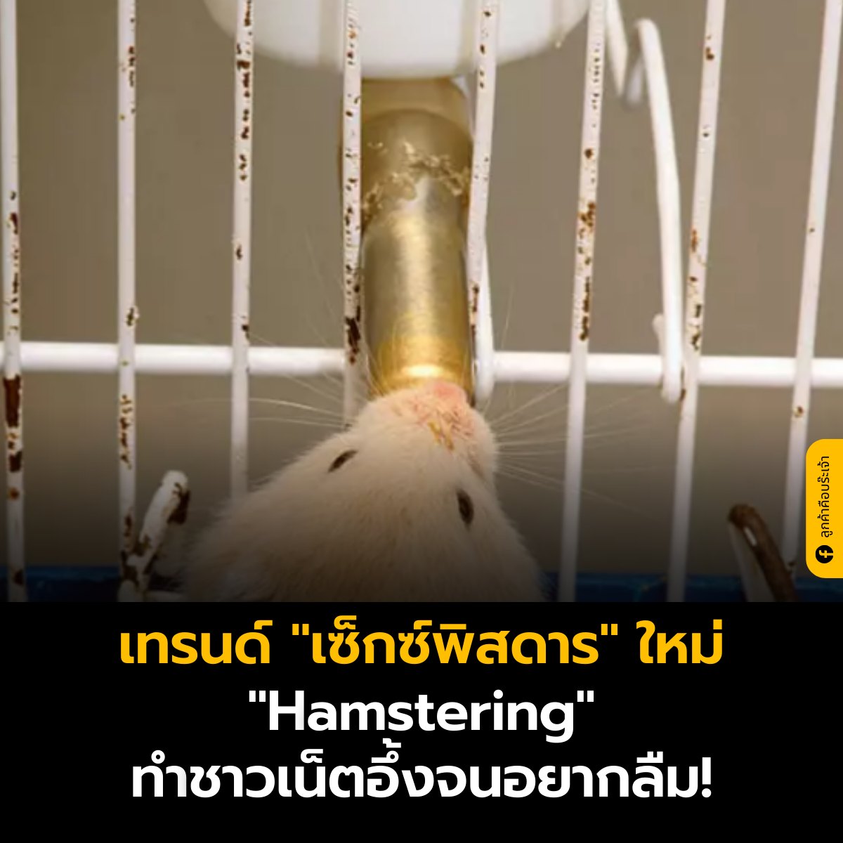 เทรนด์เซ็กซ์พิสดารใหม่ ‘Hamstering’... - ลูกค้าคือบร๊ะเจ้า | Facebook