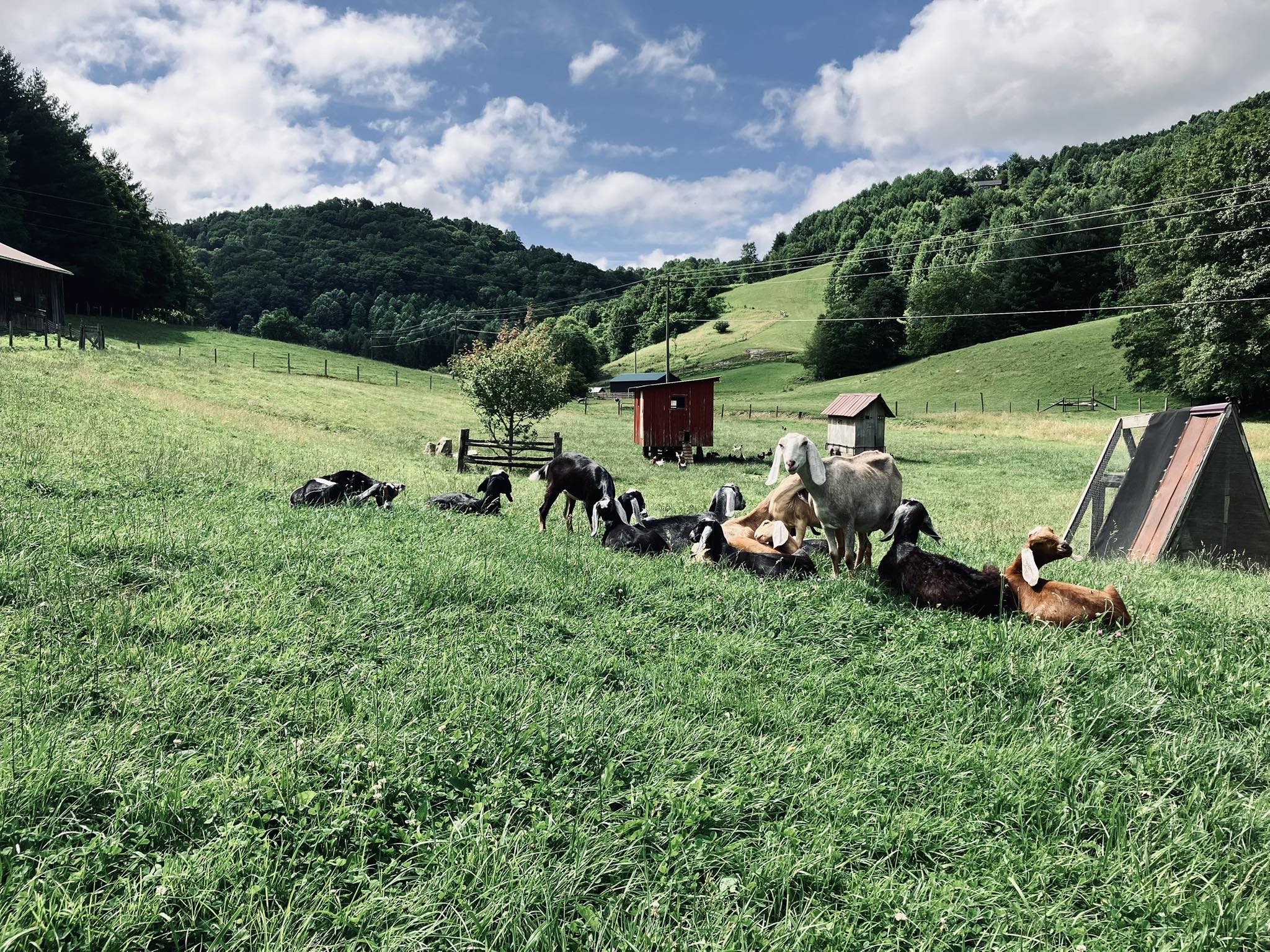 Hen's Tooth Acres Farm | Vilas NC