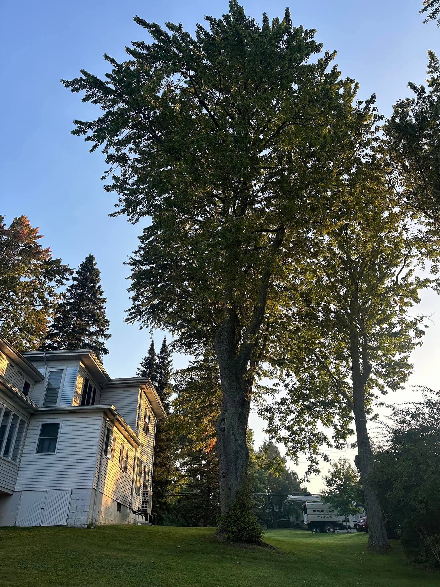 Dart Tree Service | Skaneateles NY