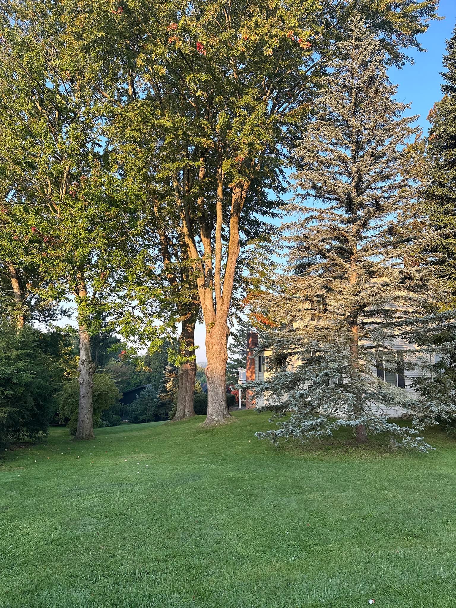 Dart Tree Service | Skaneateles NY