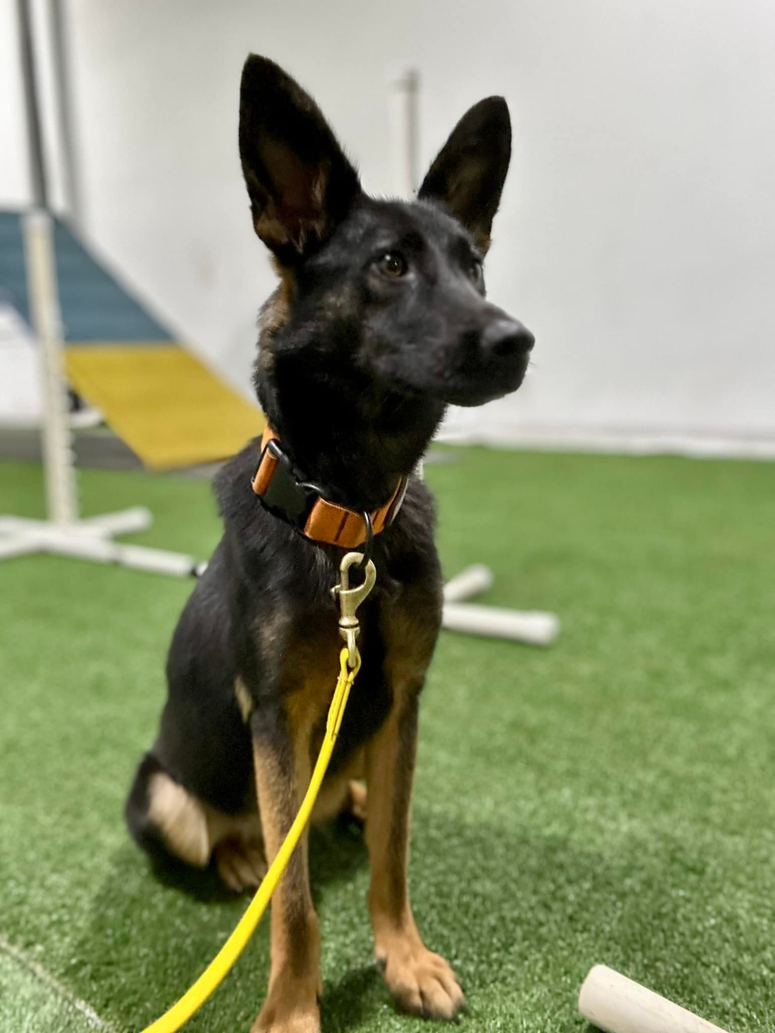 Faces of Rescue with Shutter the Wonder Mutt | Circleville OH