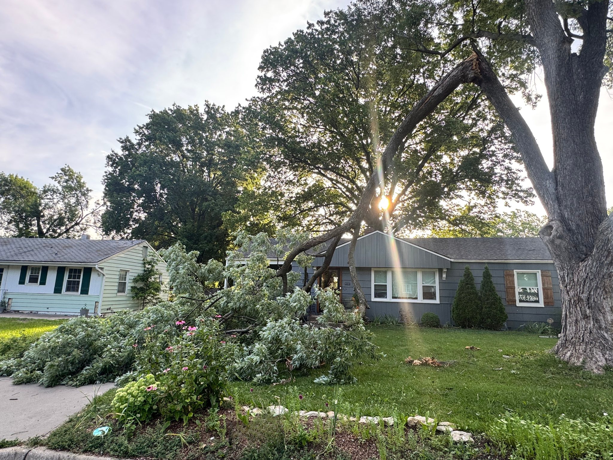 Murphy's Tree Service