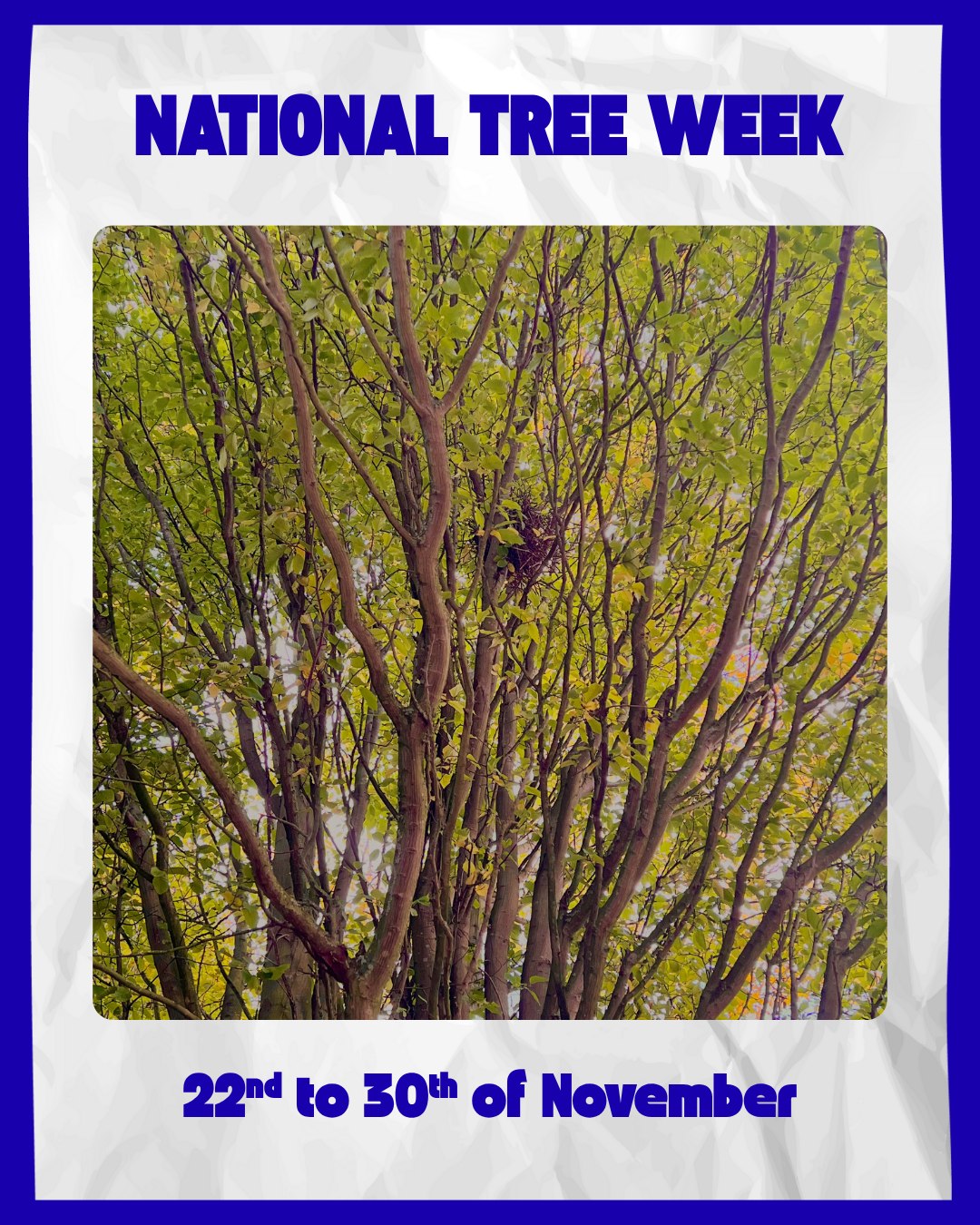 🌳Happy National Tree Week!!🌳 Natianal Tree Week is the largest even of ...