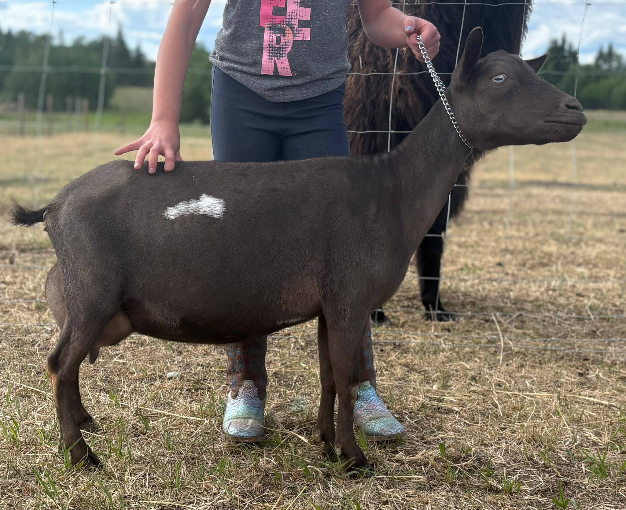 Little Prairie Goats