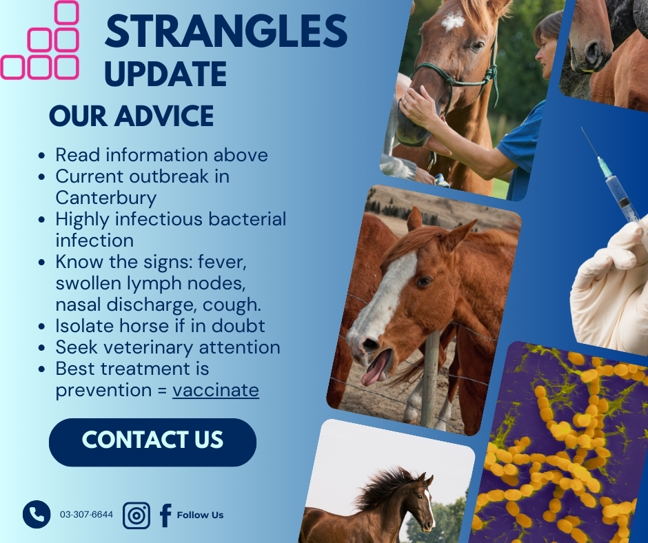 Evolution Vets - STRANGLES UPDATE FOR HORSE OWNERS: There is a current ...