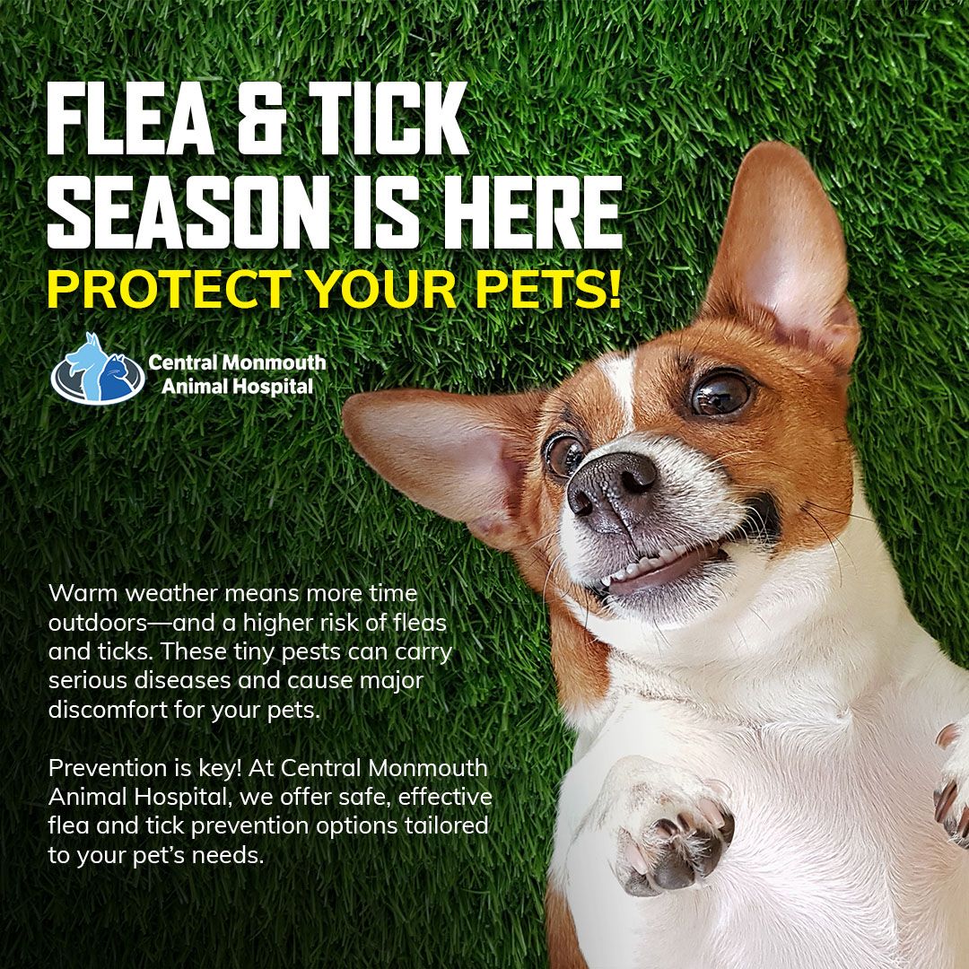 Photo inspiration: Hot Weather Cat Flea Prevention Reference: Central Monmouth Animal