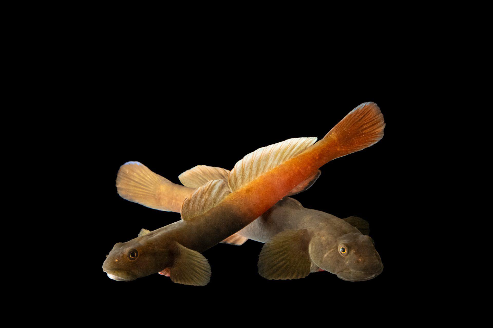 Joel - Meet the fish that can scale walls like Spiderman. The spawning ...