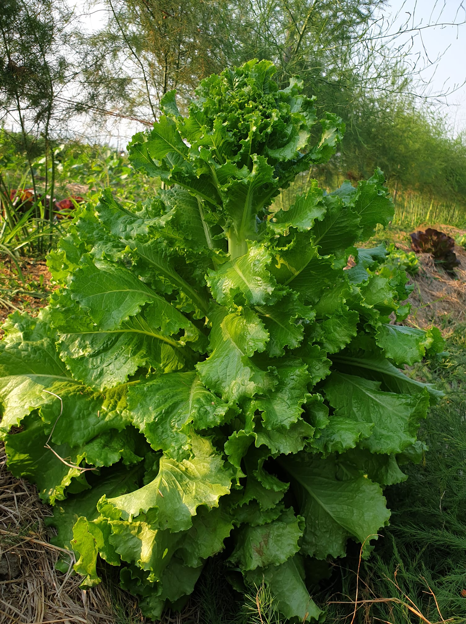 ผักหรือต้นไม้😅😅😅 - สวนผักหรรษา : Hunsa Happy farm