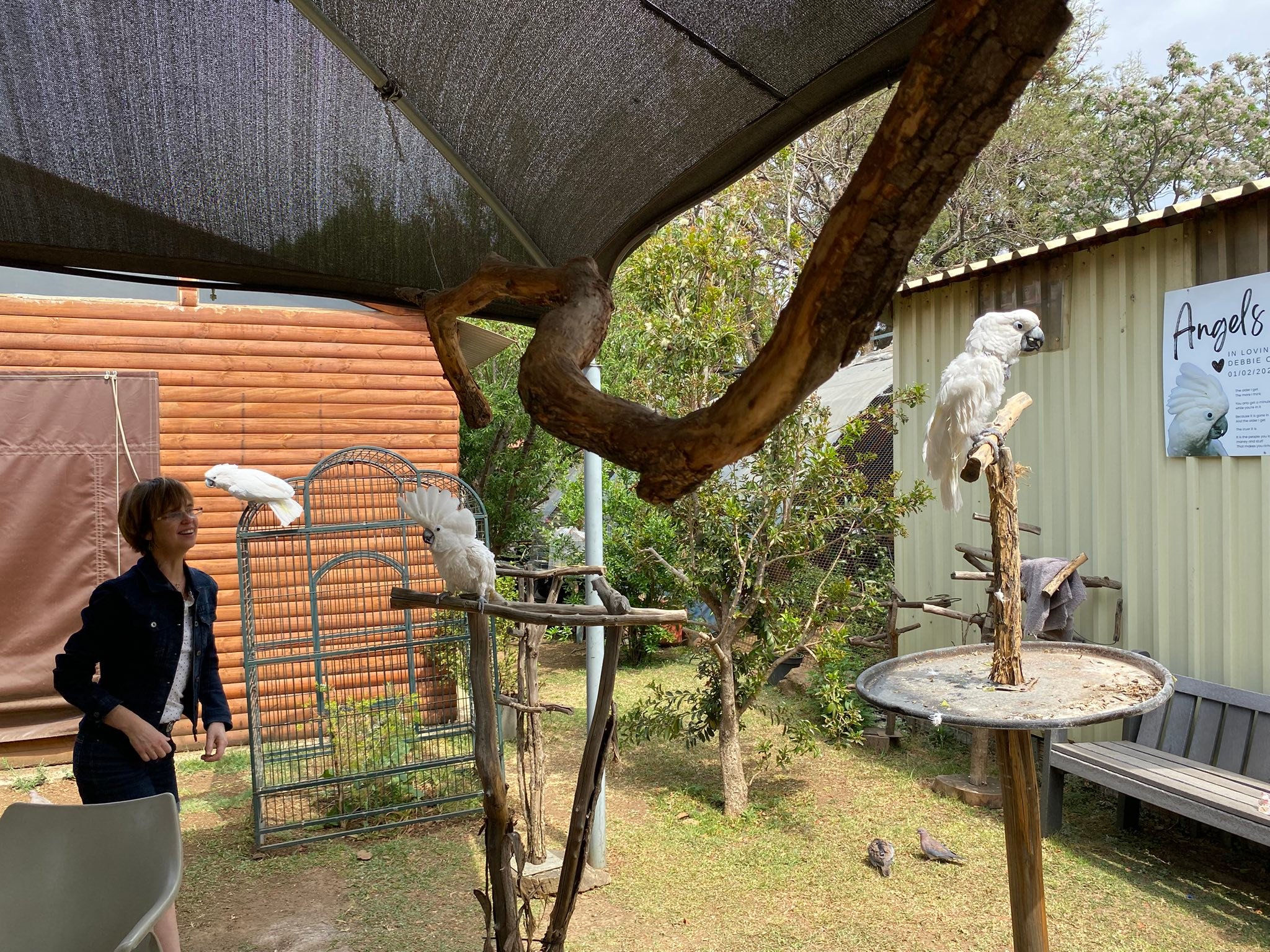 Brainy... - Brainy Birds - Parrot Rescue and Rehabilitation