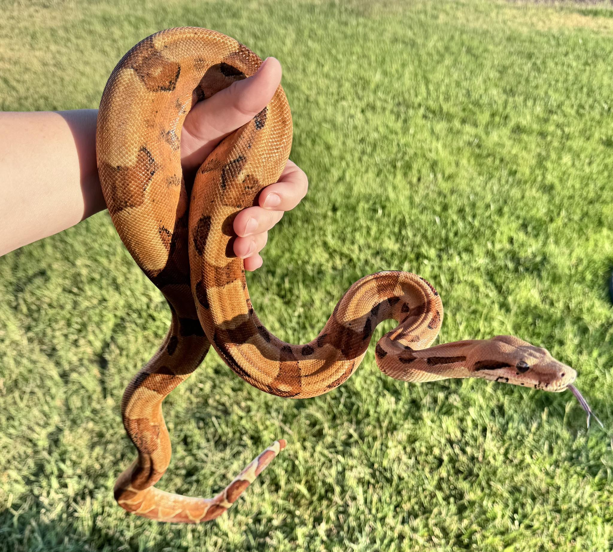 Ruby's Reptiles | Lodi CA