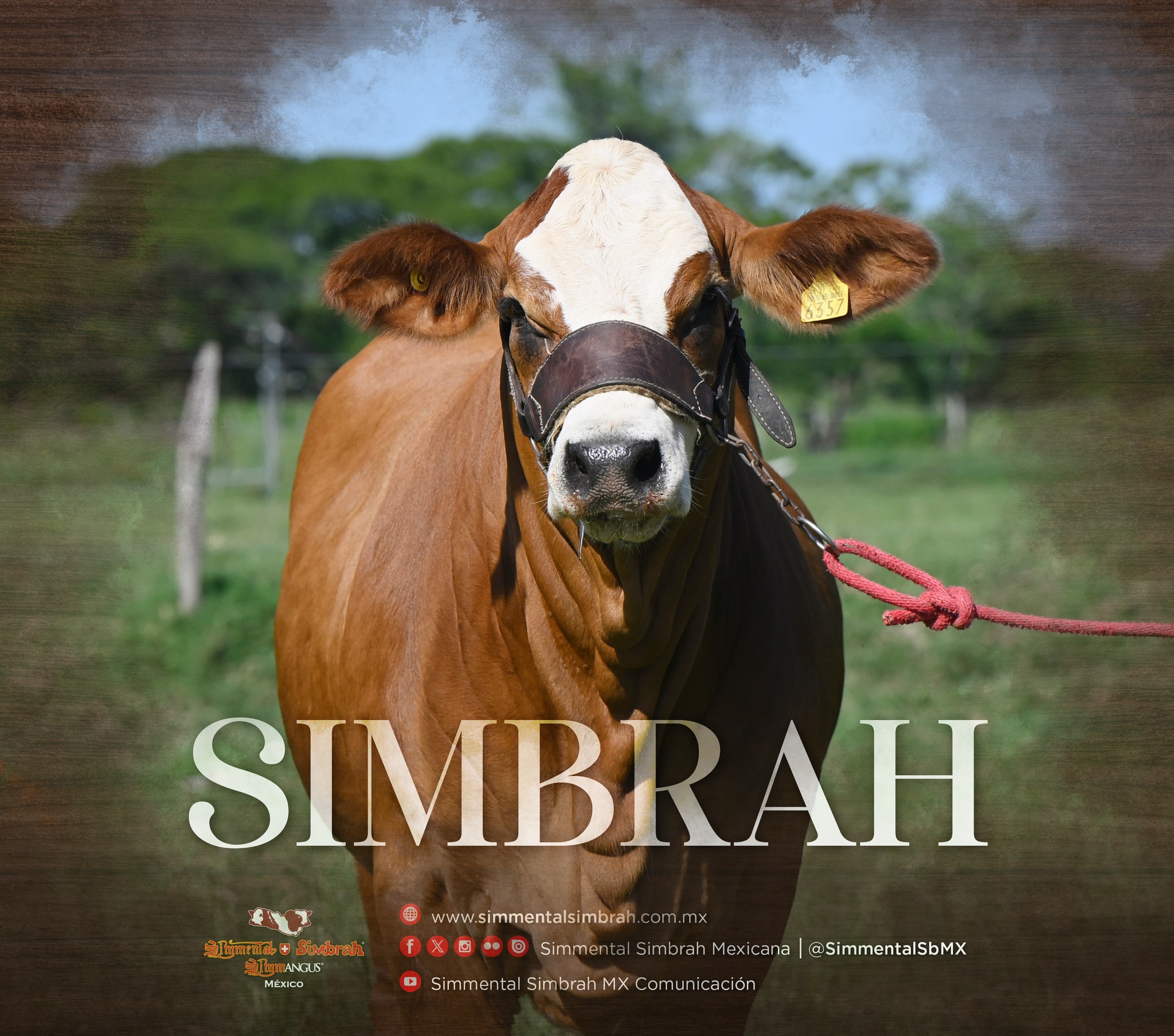 Simmental - SIMBRAH. Al utilizar Simbrah mexicano, en las ganaderías ...