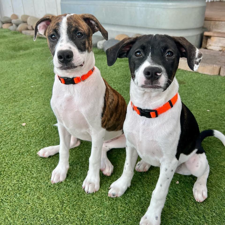 Spring Creek Kennel &... - Spring Creek Kennel & Cattery