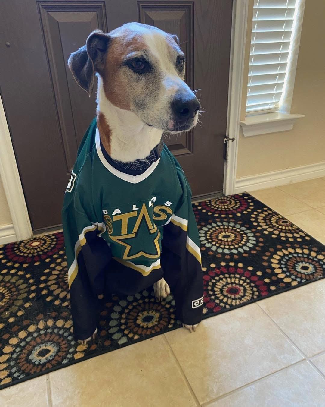 DFW Rescue Me - Charlie is all dressed up and ready for... | Facebook