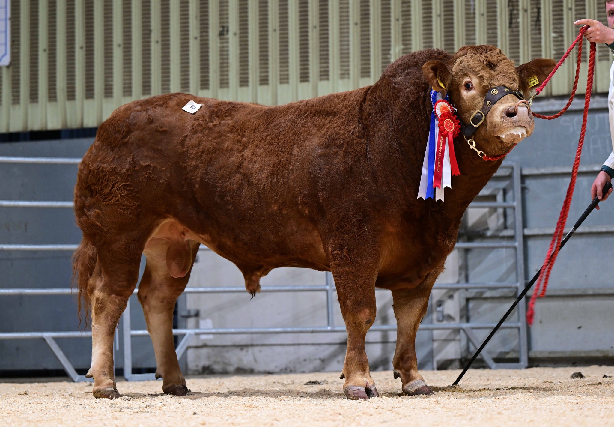🚨 BALLYMENA OCTOBER BULL... - British Limousin Cattle Society | Facebook