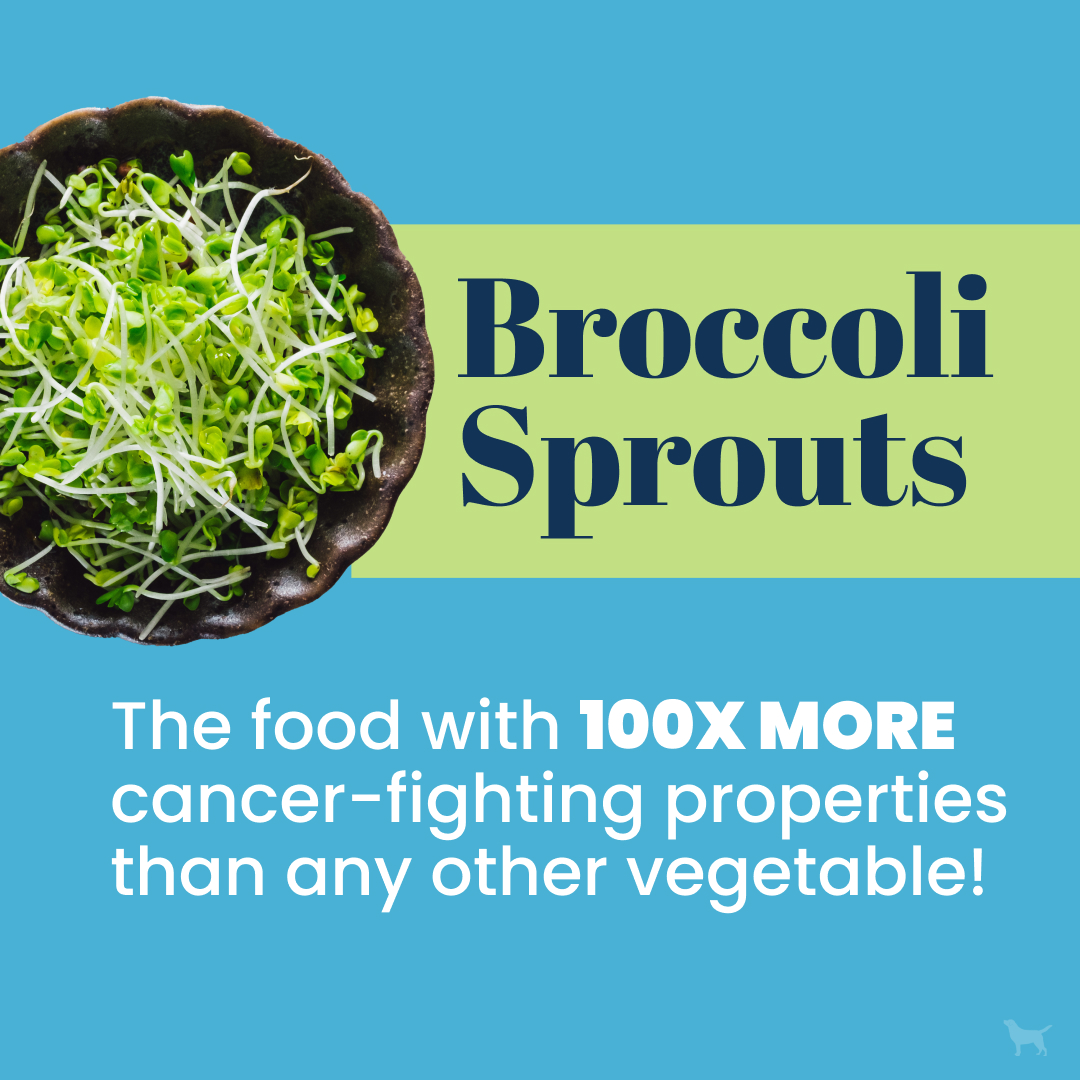 🥦 Did you know broccoli sprouts... - Dogs Naturally Magazine | Facebook